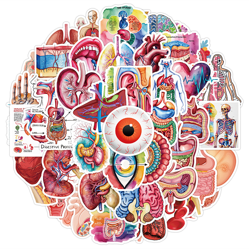 50PCS Human Body Organ Sticker - Pet Supplies In Bulk 리뷰 및 가격