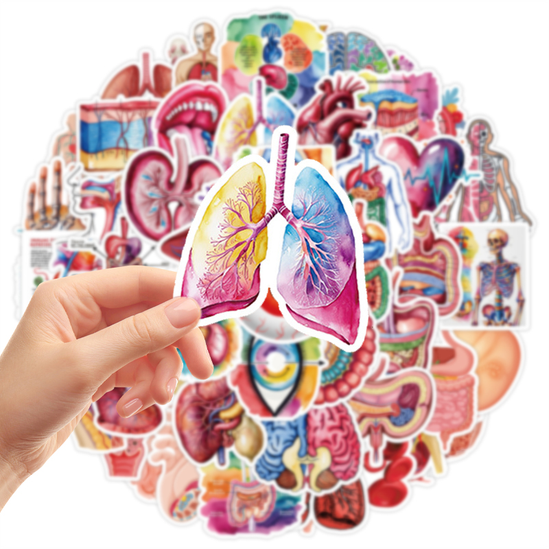 50PCS Human Body Organ Sticker - Pet Supplies In Bulk 리뷰 및 가격