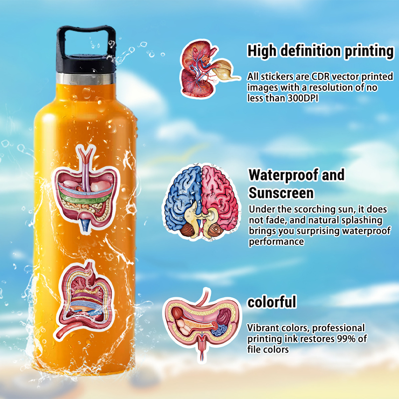 50PCS Human Body Organ Sticker - Pet Supplies In Bulk 리뷰 및 가격